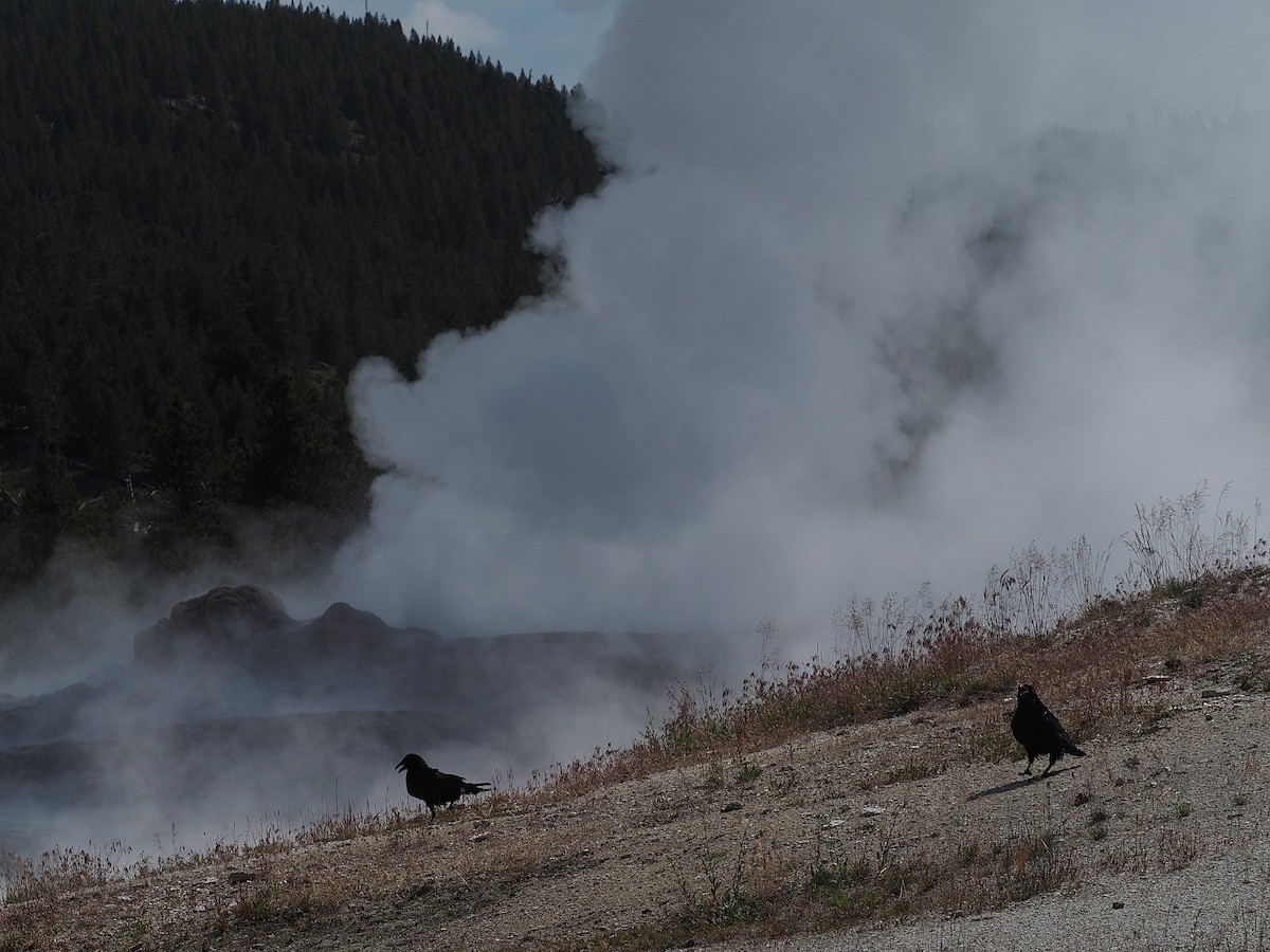 Corvo imperiale - ML647835306