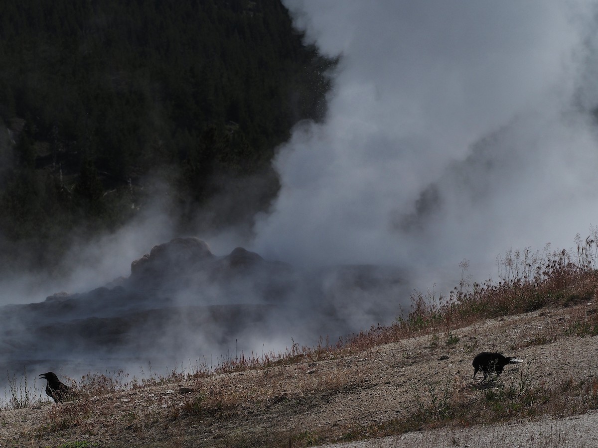 Corvo imperiale - ML647835324