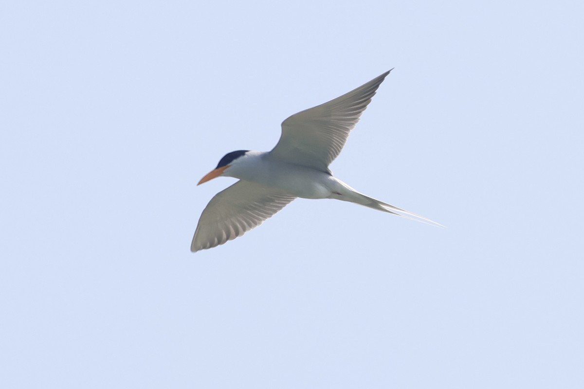River Tern - ML647835340