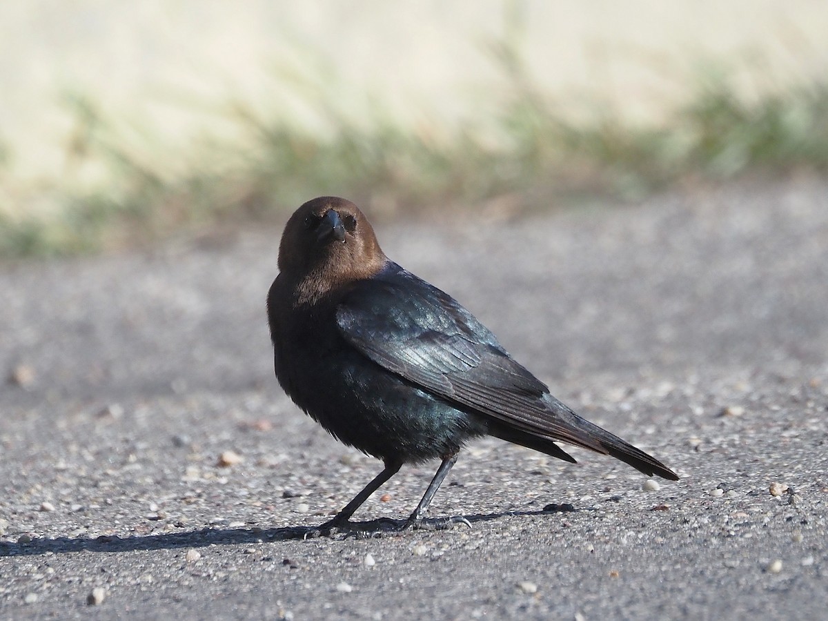 Коровий трупиал, буроголовый желтушник - ML647835347