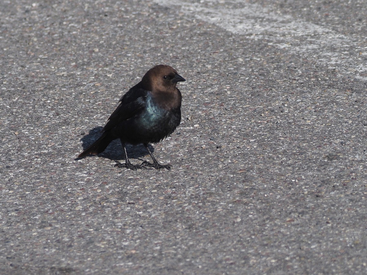 Коровий трупиал, буроголовый желтушник - ML647835357