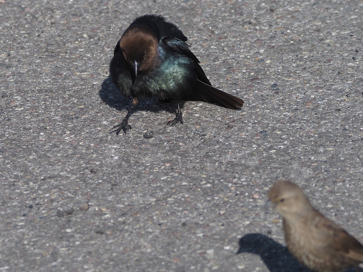 Коровий трупиал, буроголовый желтушник - ML647835359