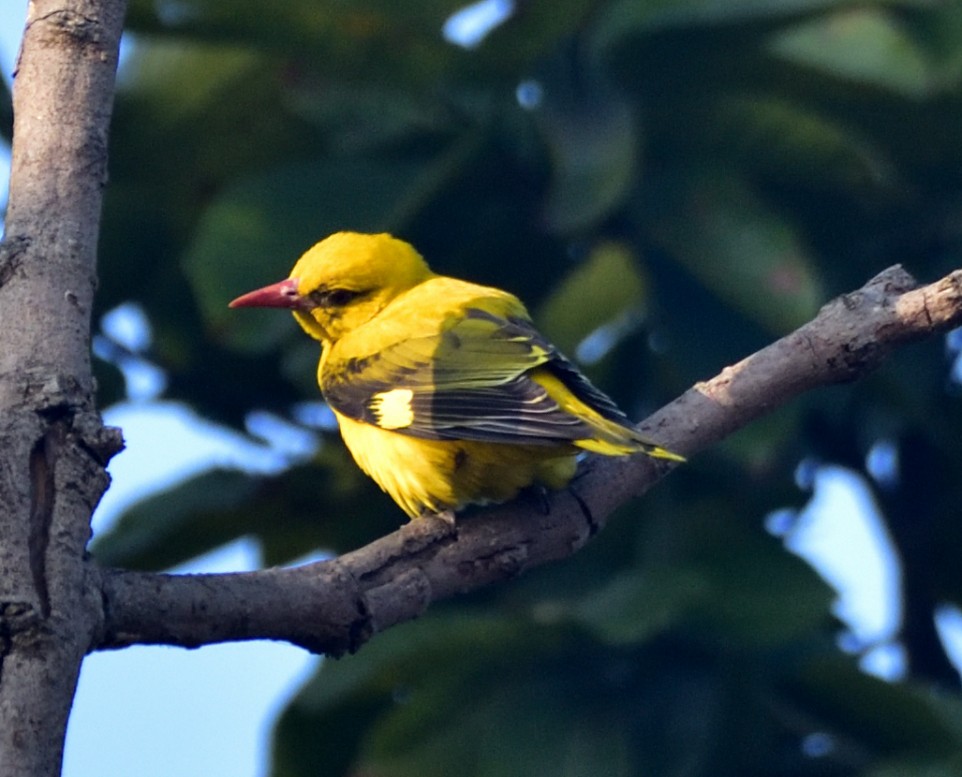 זהבן הודי - ML647835360