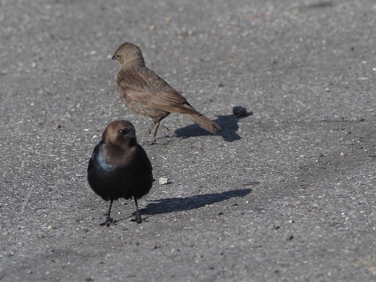 Коровий трупиал, буроголовый желтушник - ML647835367