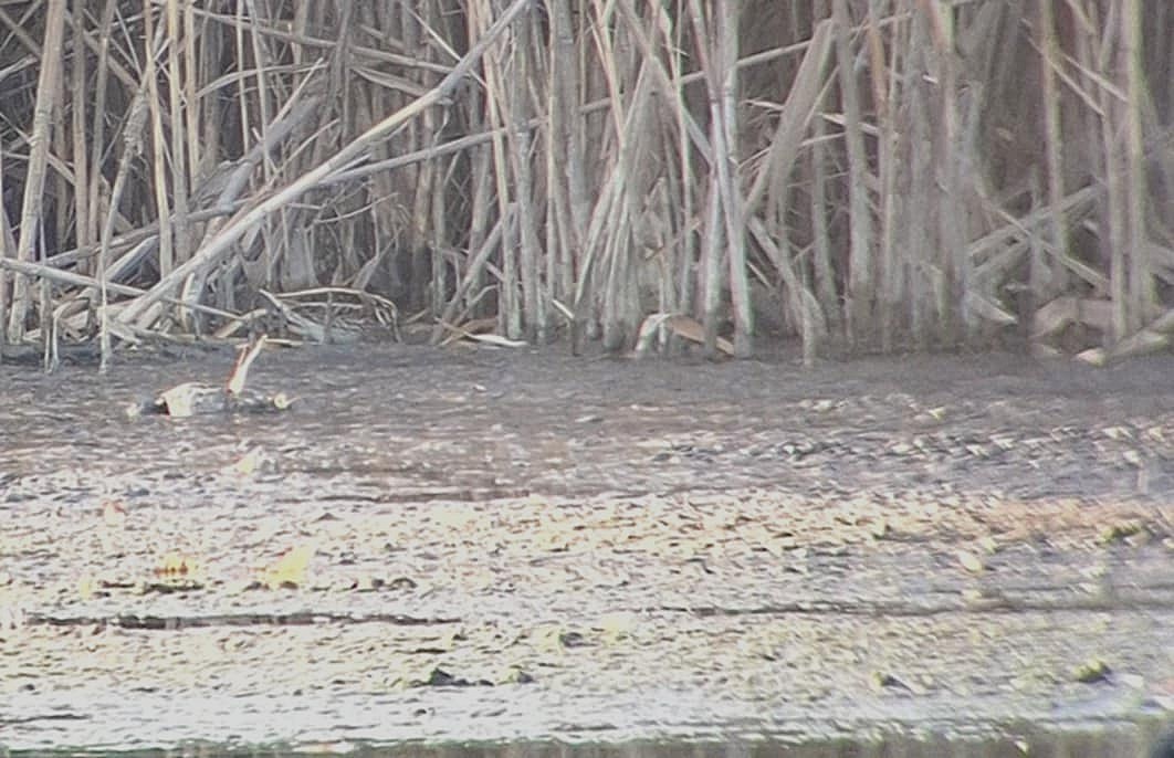 Jack Snipe - ML647835368