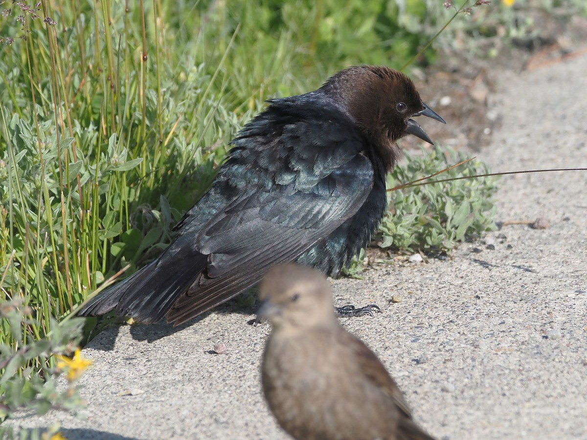 Коровий трупиал, буроголовый желтушник - ML647835371