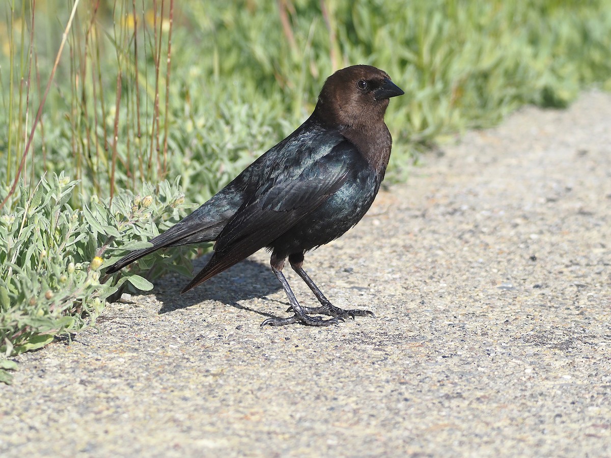Коровий трупиал, буроголовый желтушник - ML647835381