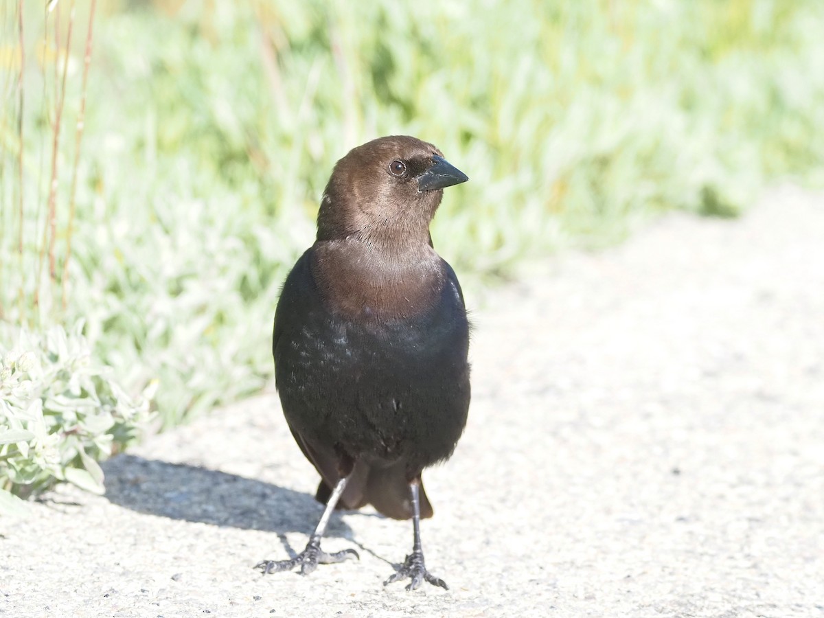 Коровий трупиал, буроголовый желтушник - ML647835387