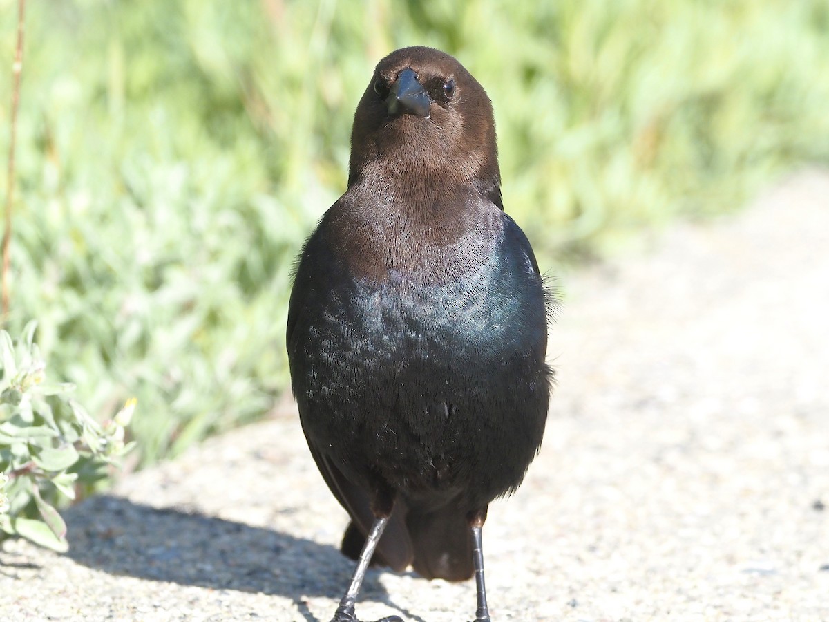 Коровий трупиал, буроголовый желтушник - ML647835391