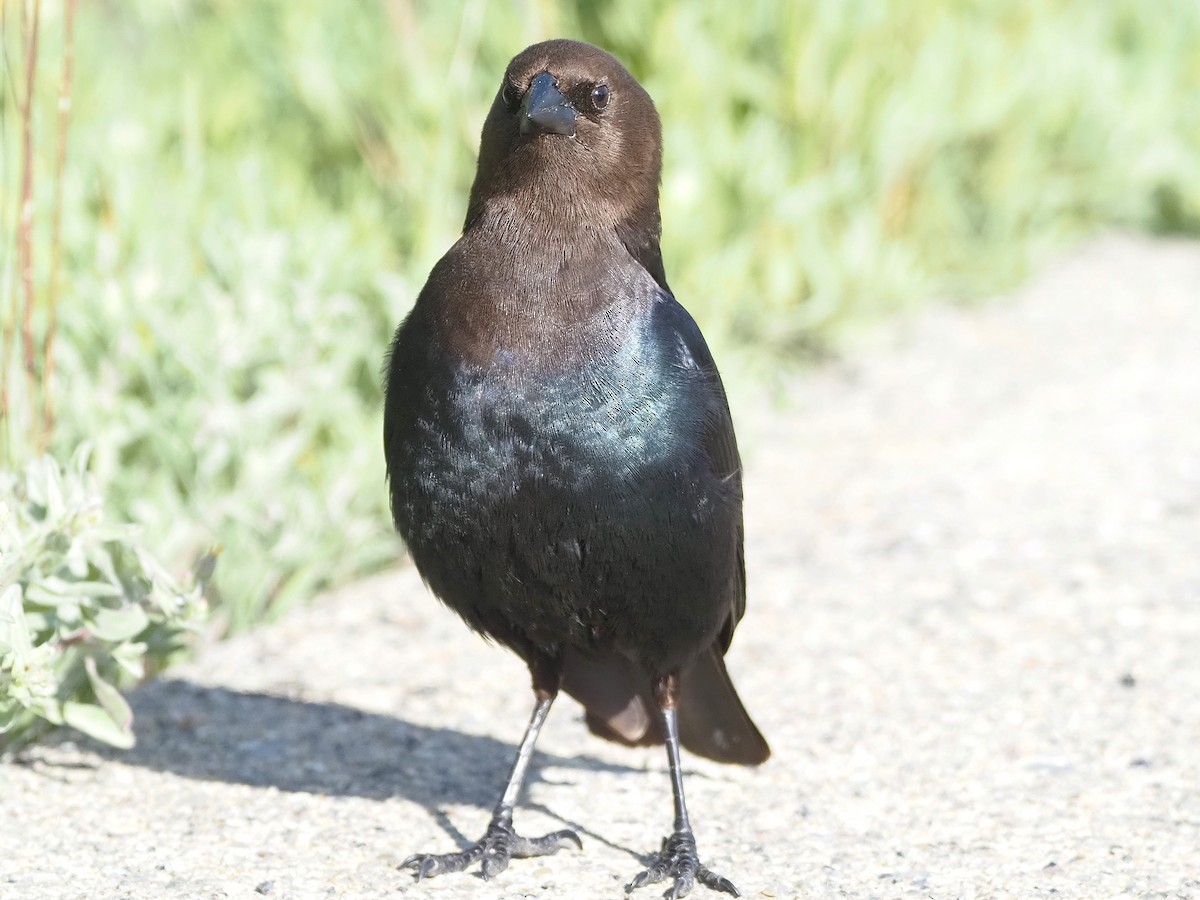 Коровий трупиал, буроголовый желтушник - ML647835395