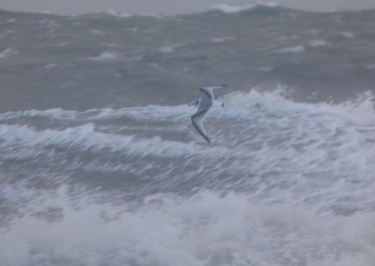 krykkje - ML647835396