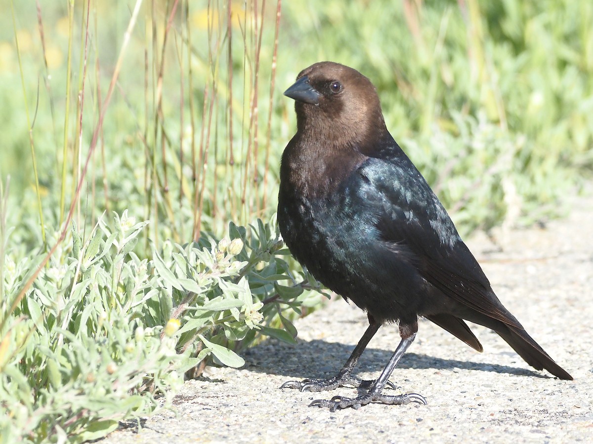 Коровий трупиал, буроголовый желтушник - ML647835402