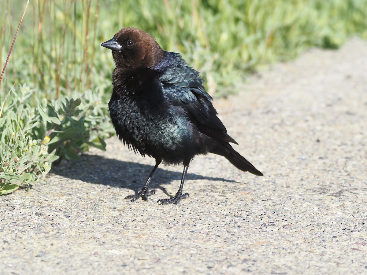 Коровий трупиал, буроголовый желтушник - ML647835420