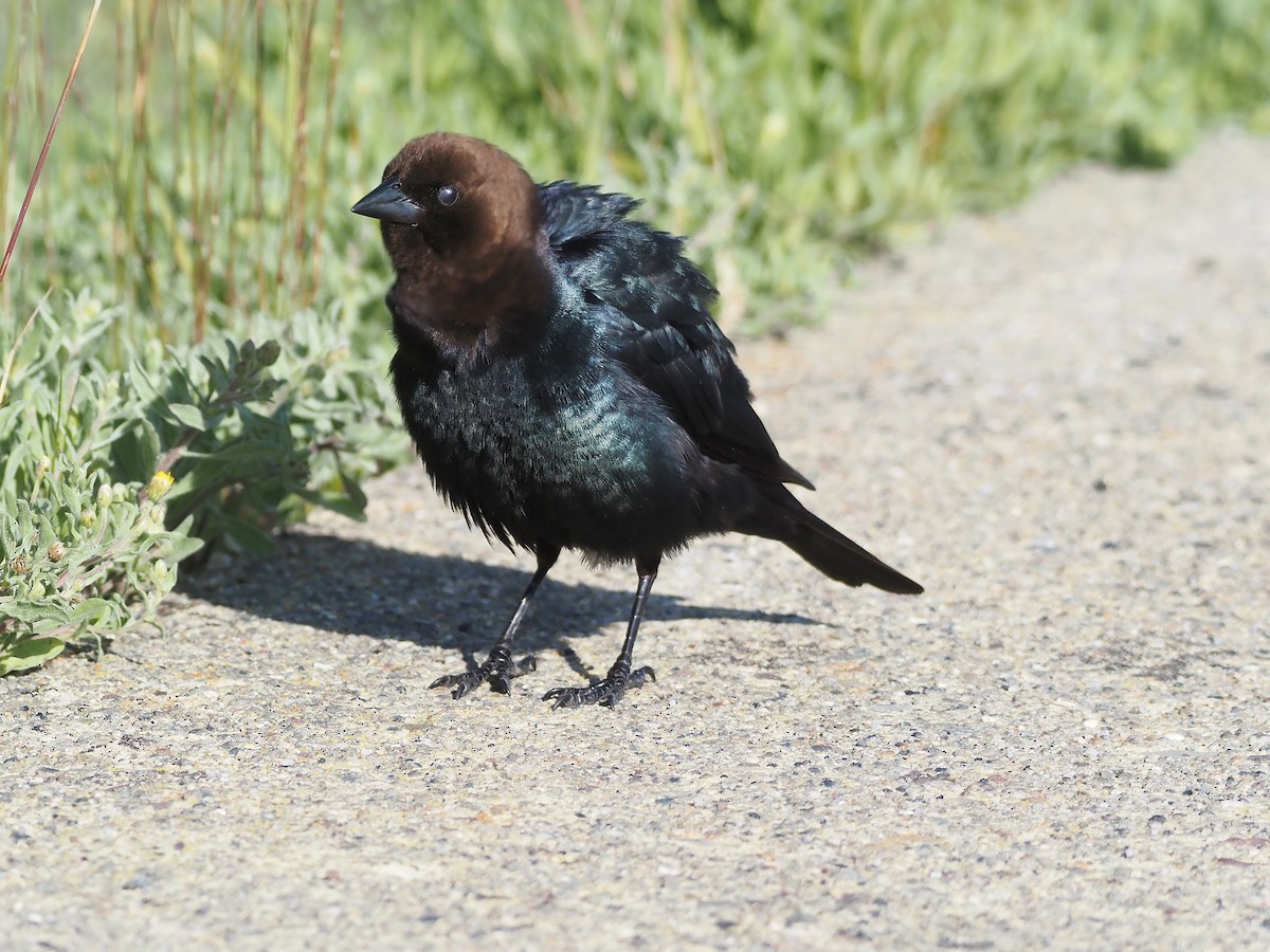 Коровий трупиал, буроголовый желтушник - ML647835431