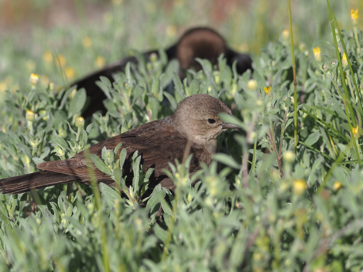 Коровий трупиал, буроголовый желтушник - ML647835434