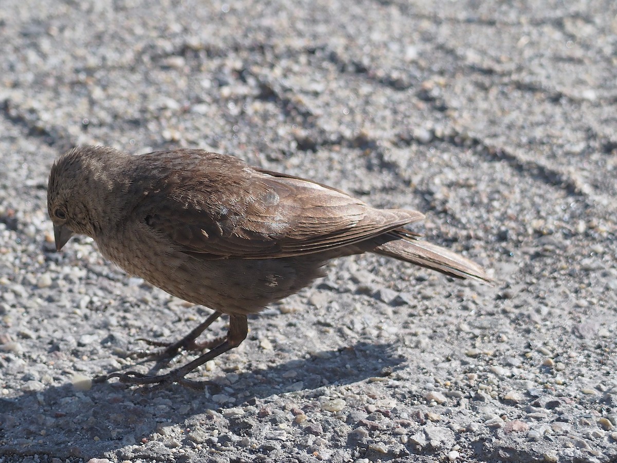 Коровий трупиал, буроголовый желтушник - ML647835439