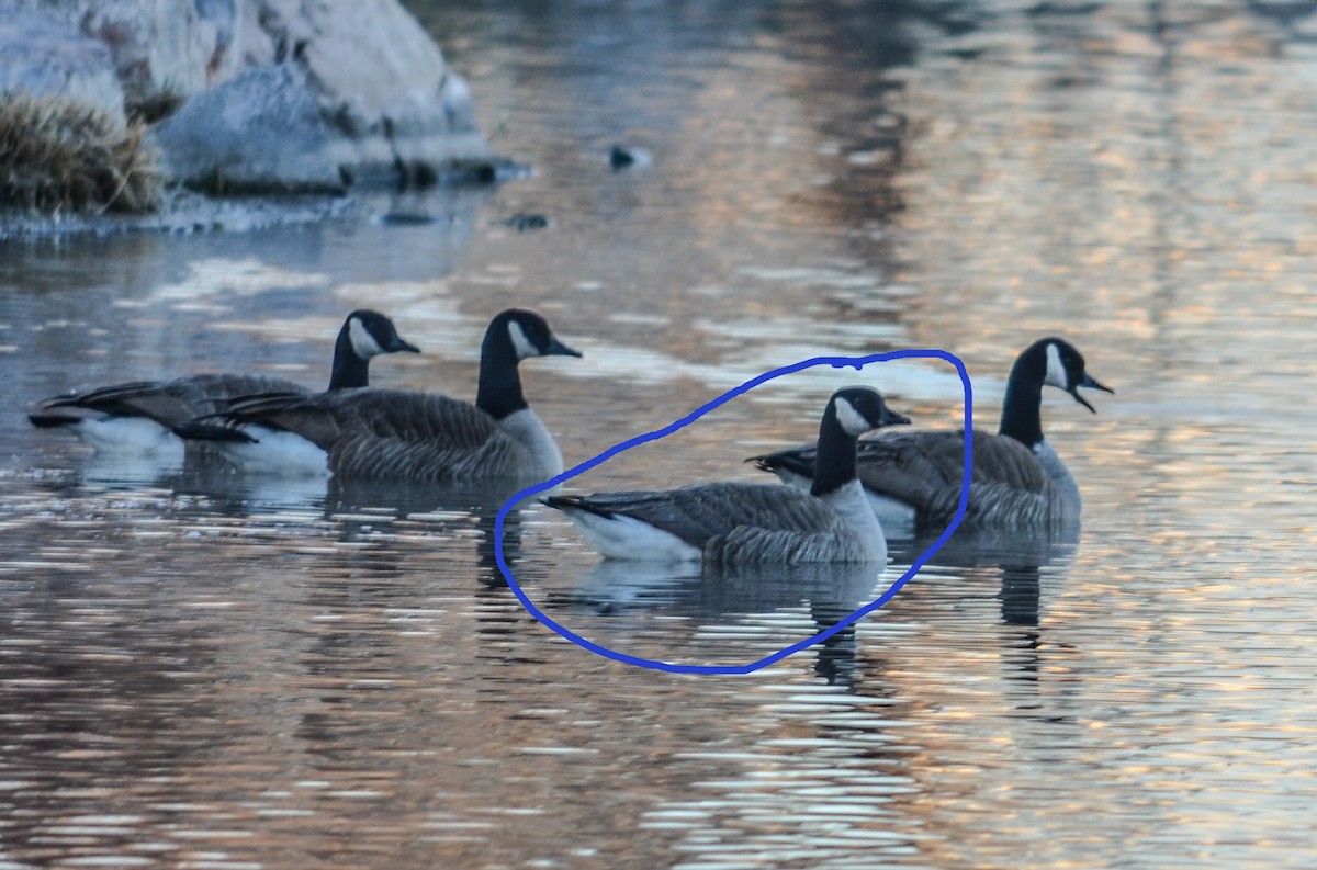 berneška malá - ML647835442