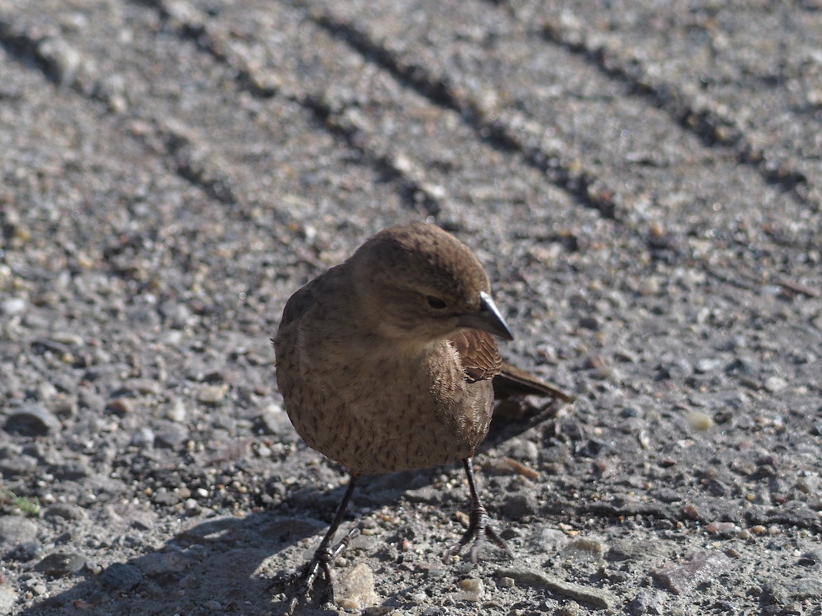 Коровий трупиал, буроголовый желтушник - ML647835444