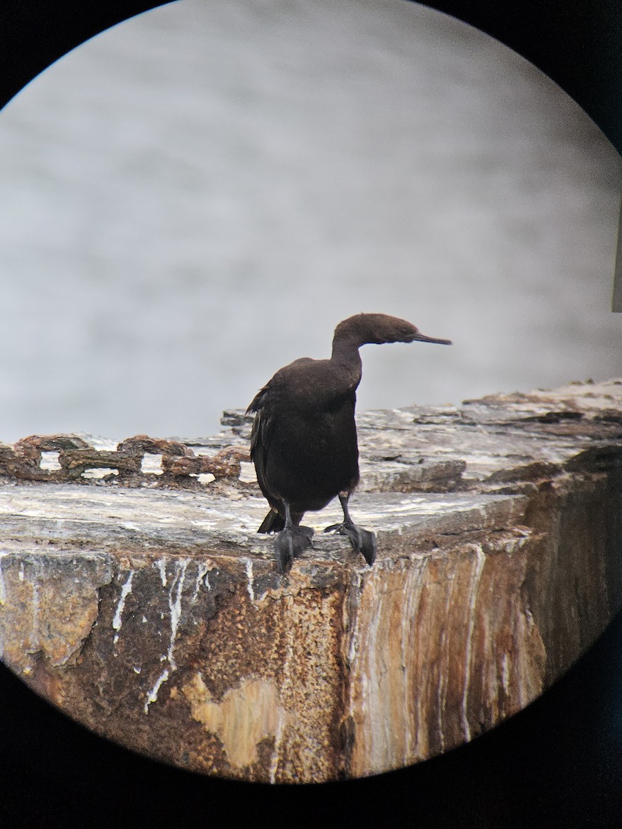 Cormorán Pelágico - ML647835447