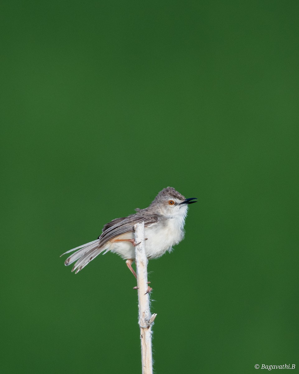 Prinia Sencilla - ML647835459