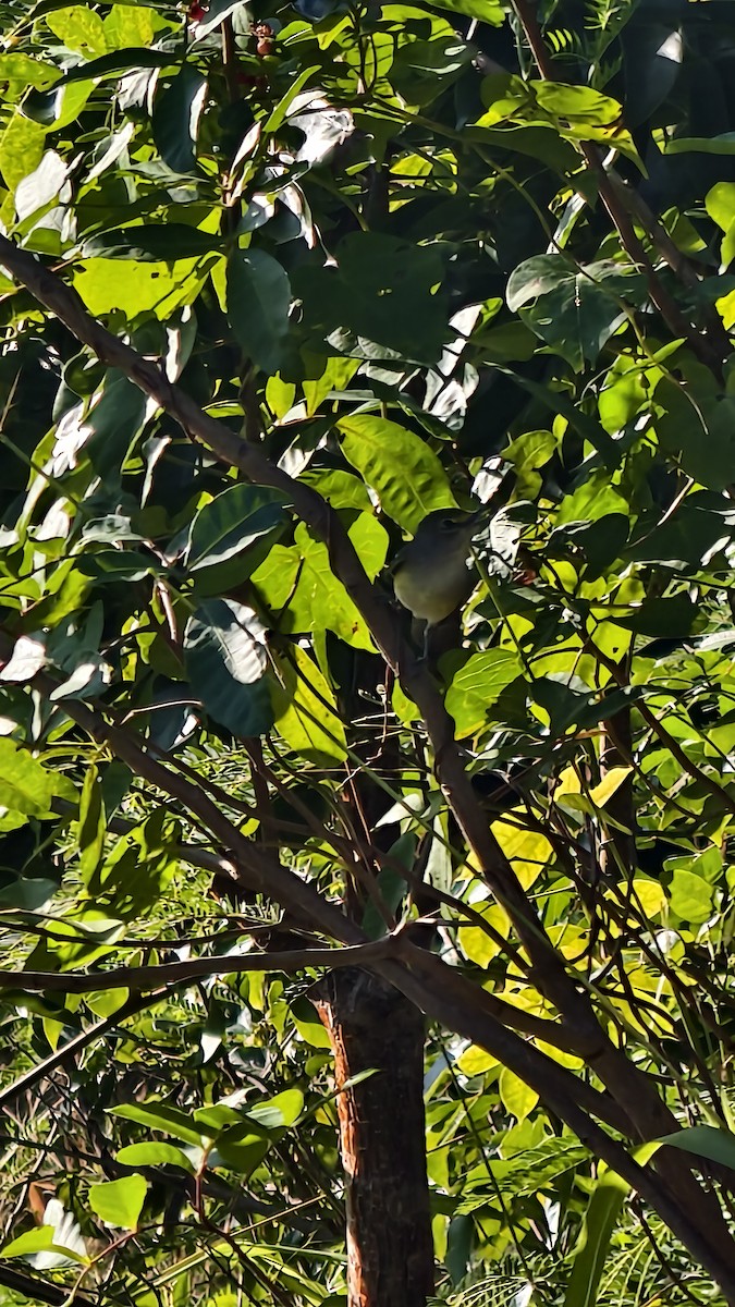 White-eyed Vireo - ML647835483