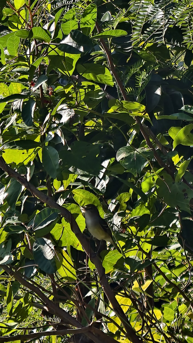White-eyed Vireo - ML647835484