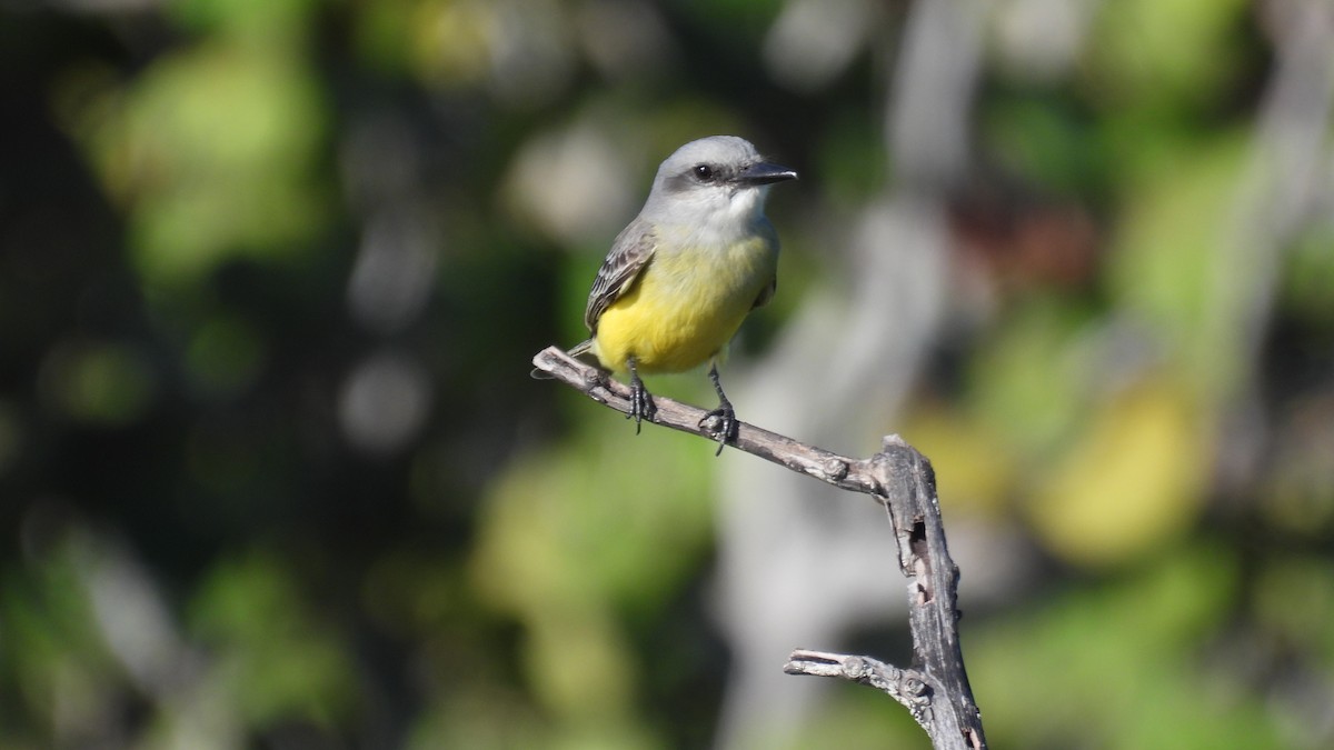 Tropikal Taklitçi - ML647835493