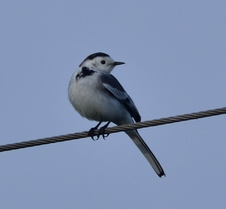 konipas bílý - ML647835512