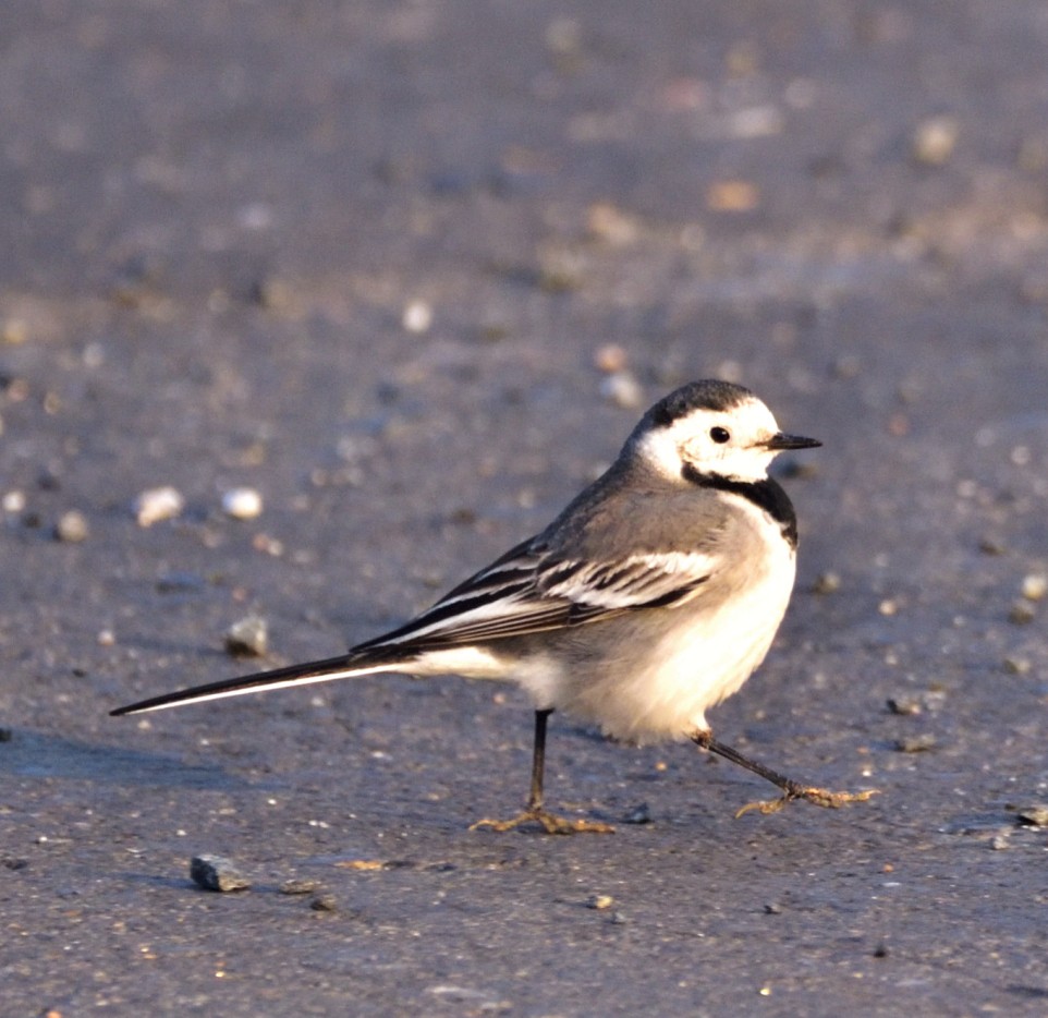 konipas bílý - ML647835513