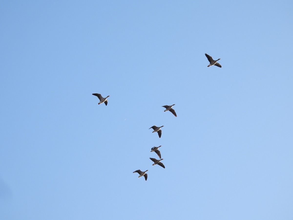 Graylag Goose (European) - ML647835520