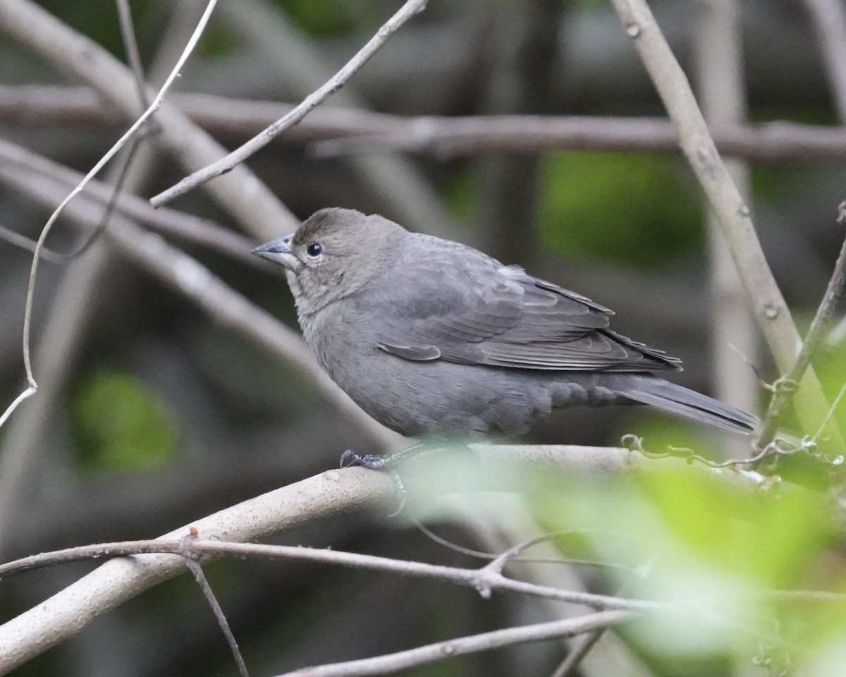 Коровий трупиал, буроголовый желтушник - ML647835521