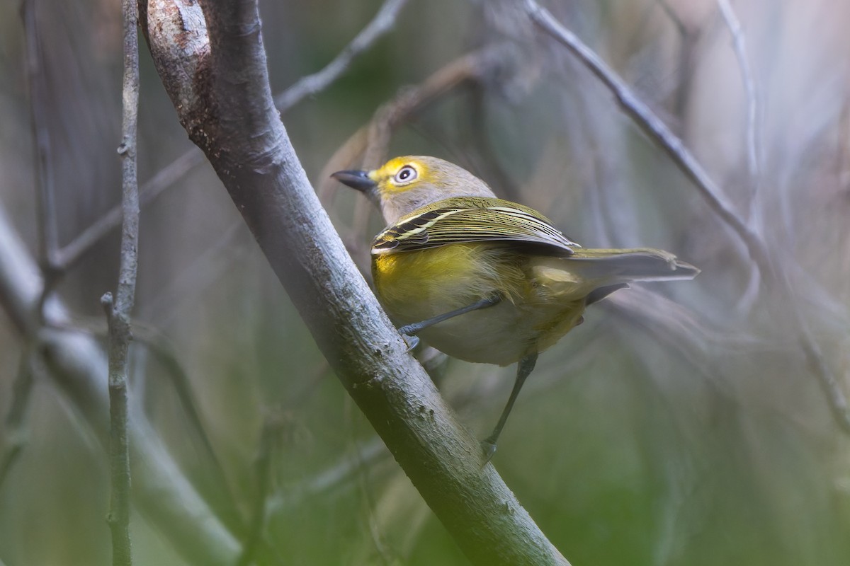White-eyed Vireo - ML647835533