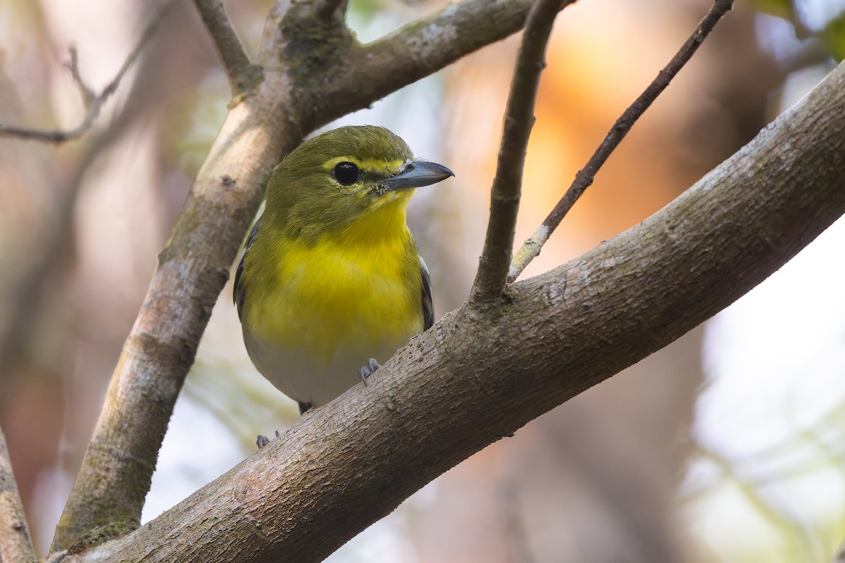 Yellow-throated Vireo - ML647835539