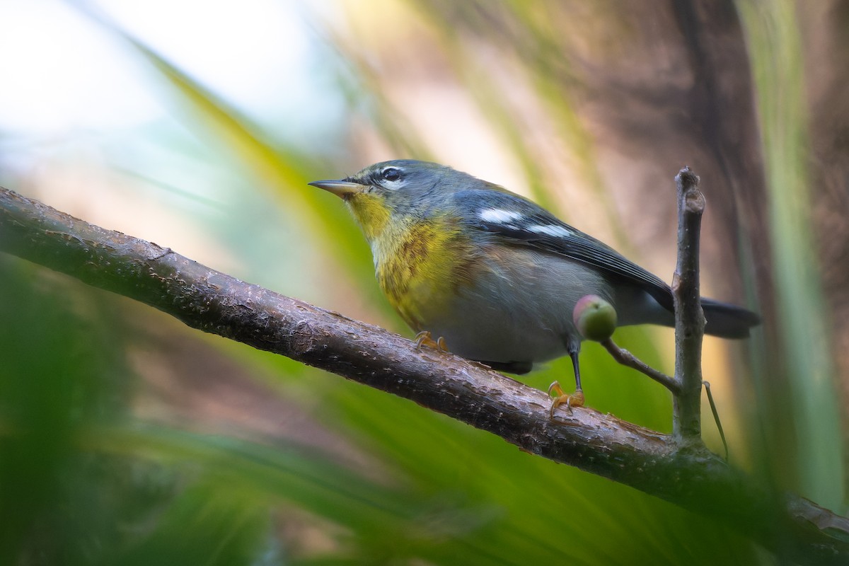 Northern Parula - ML647835541