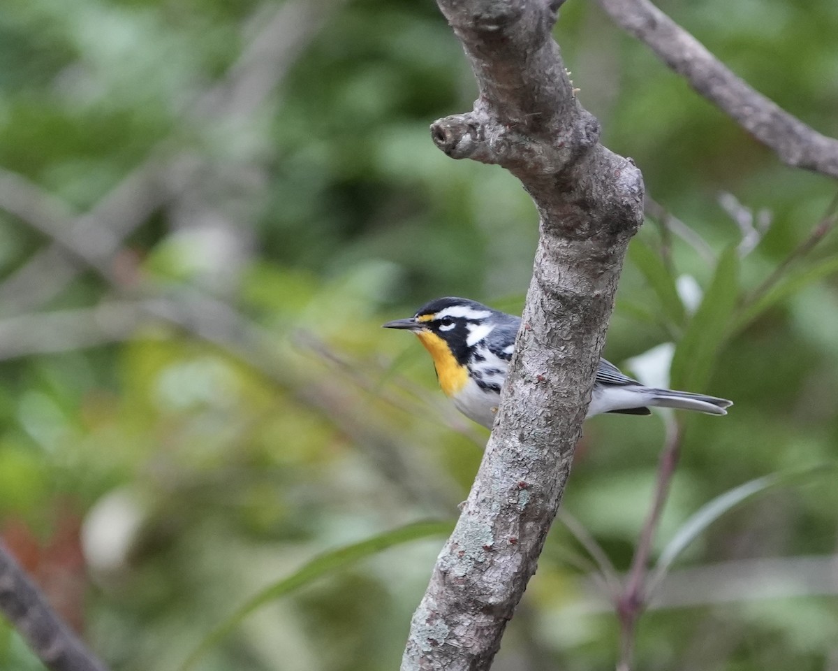 Paruline à gorge jaune - ML647835560