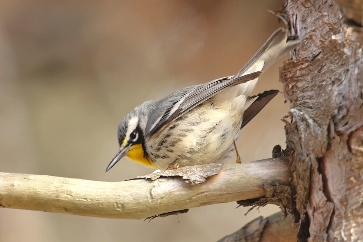 Paruline à gorge jaune (dominica/stoddardi) - ML647835566
