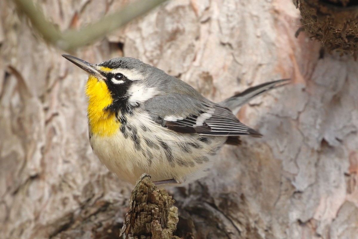 Paruline à gorge jaune (dominica/stoddardi) - ML647835567