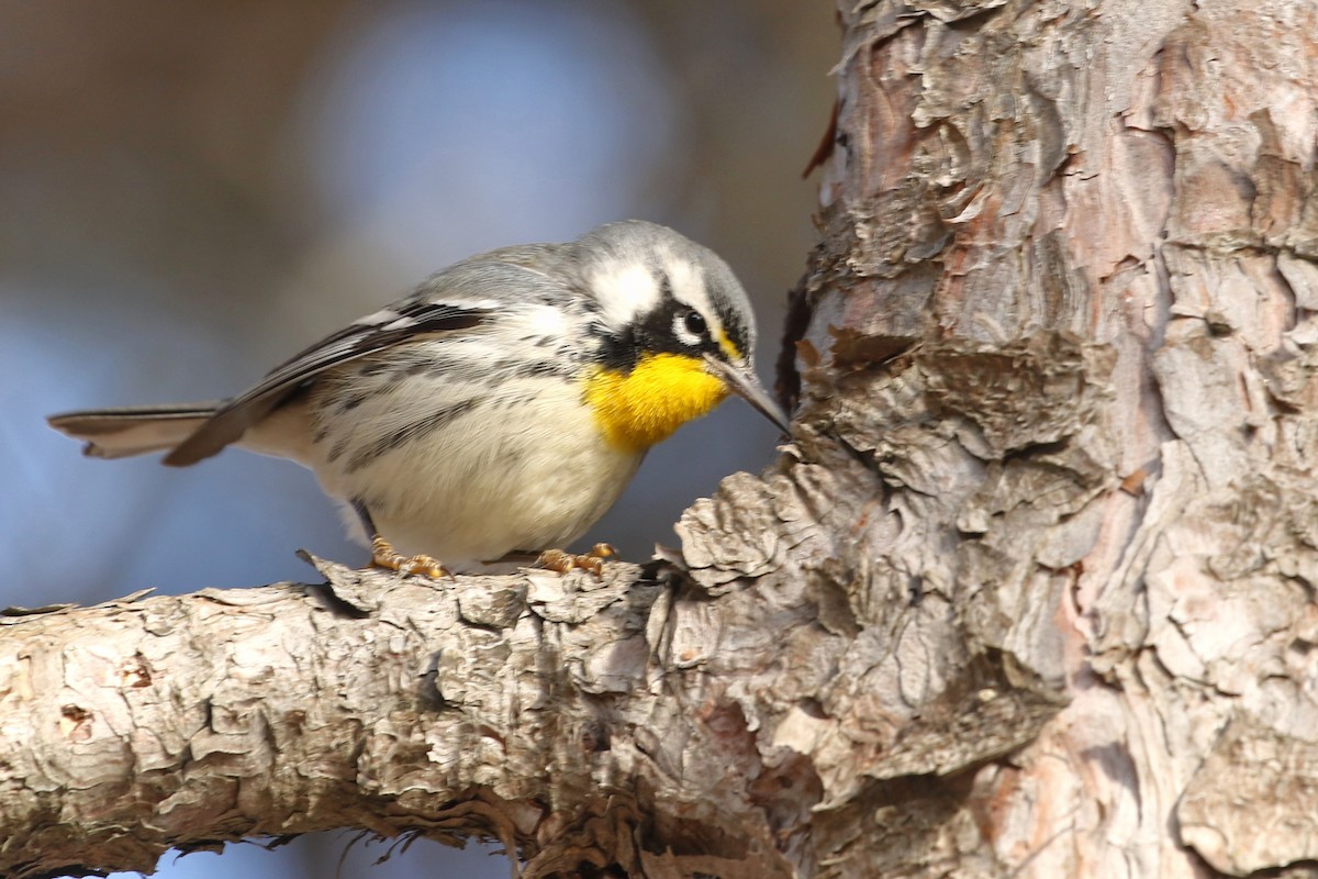 Paruline à gorge jaune (dominica/stoddardi) - ML647835568