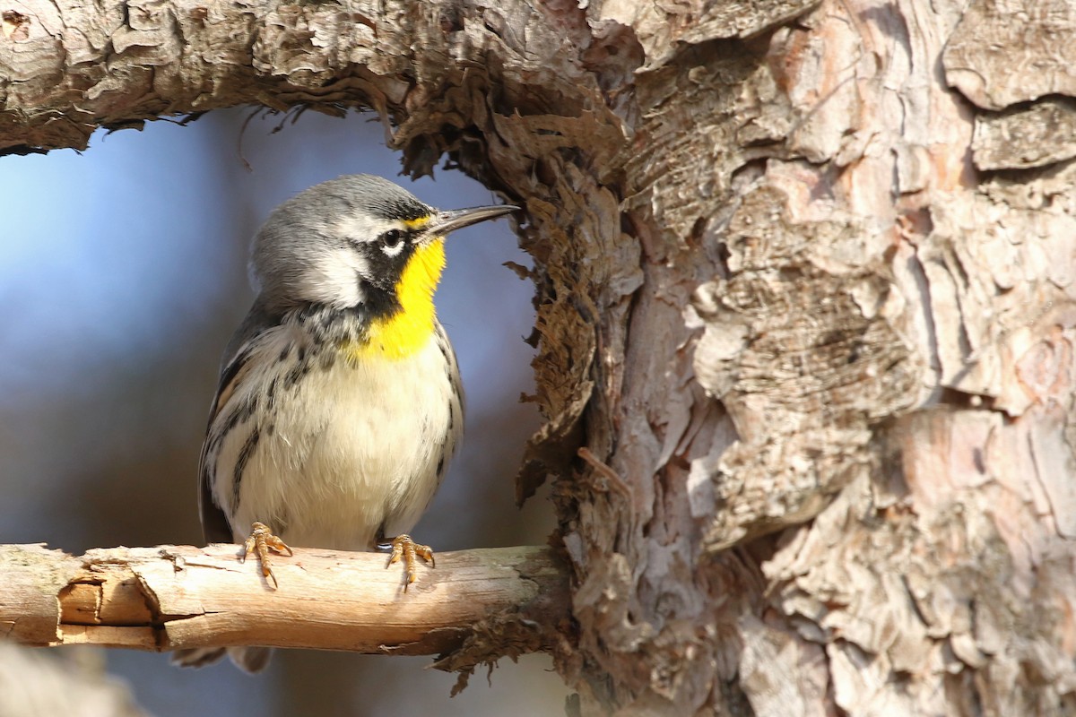 Paruline à gorge jaune (dominica/stoddardi) - ML647835569