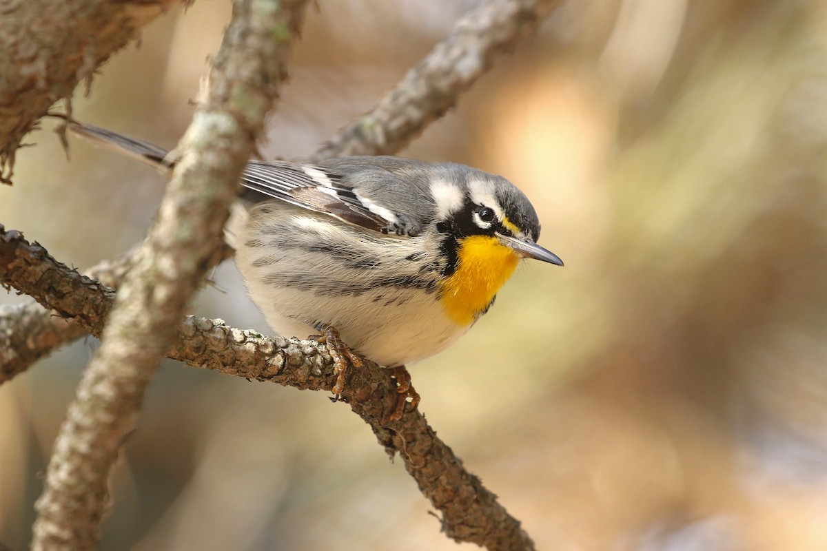 Paruline à gorge jaune (dominica/stoddardi) - ML647835570