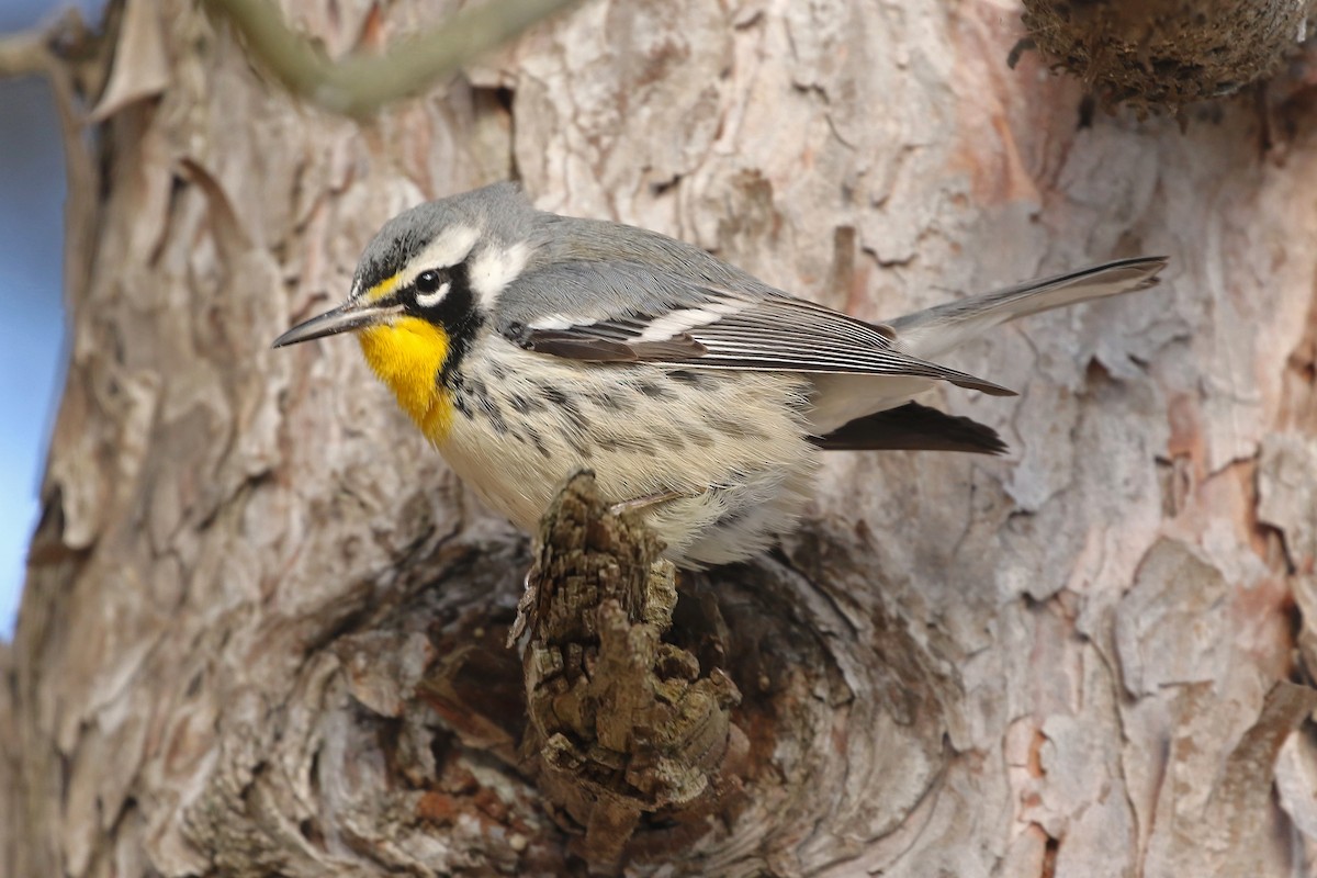 Paruline à gorge jaune (dominica/stoddardi) - ML647835571