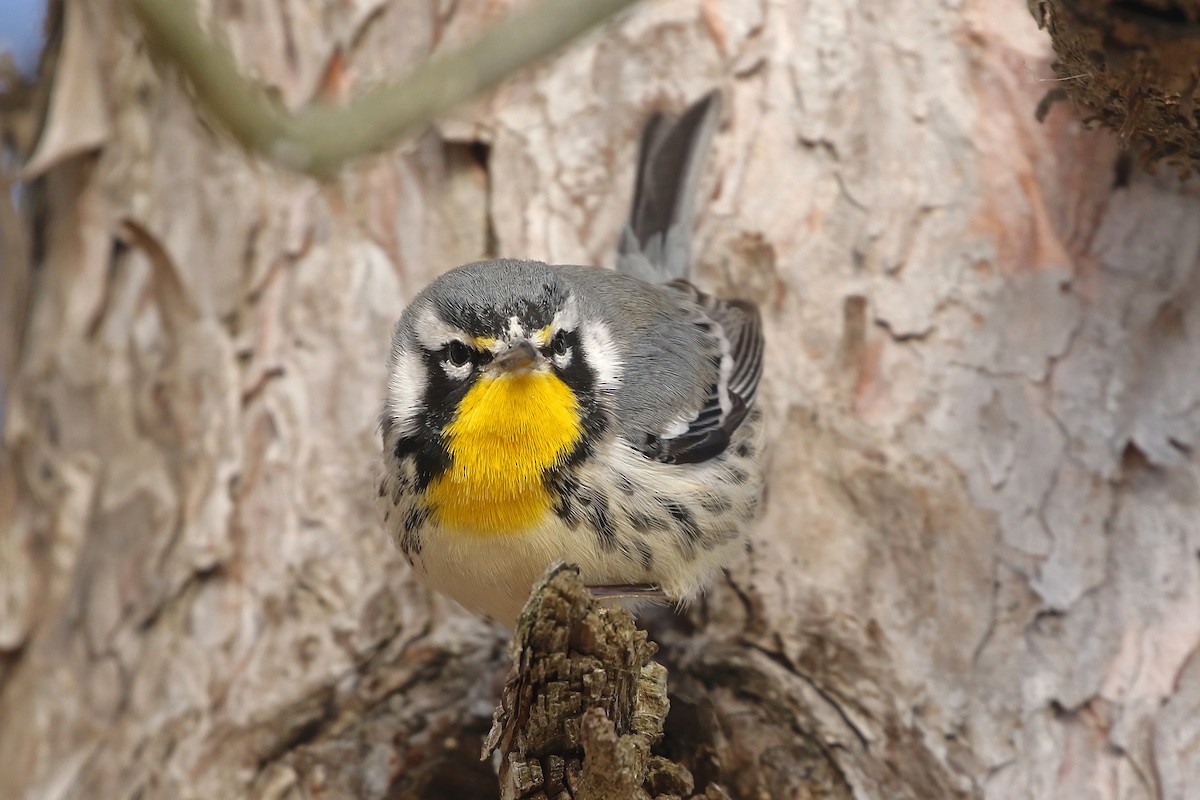 Paruline à gorge jaune (dominica/stoddardi) - ML647835572