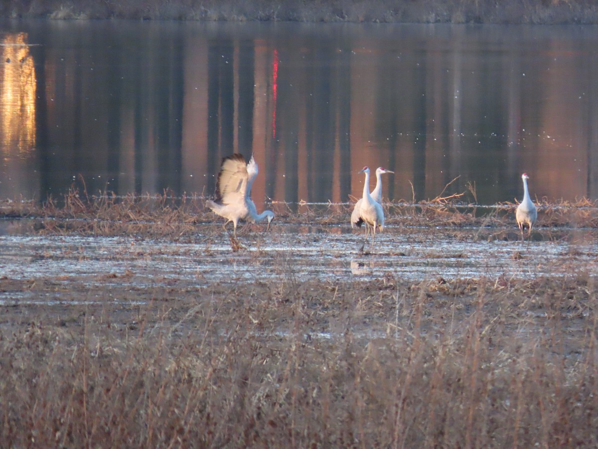 Sandhill Crane - ML647835574