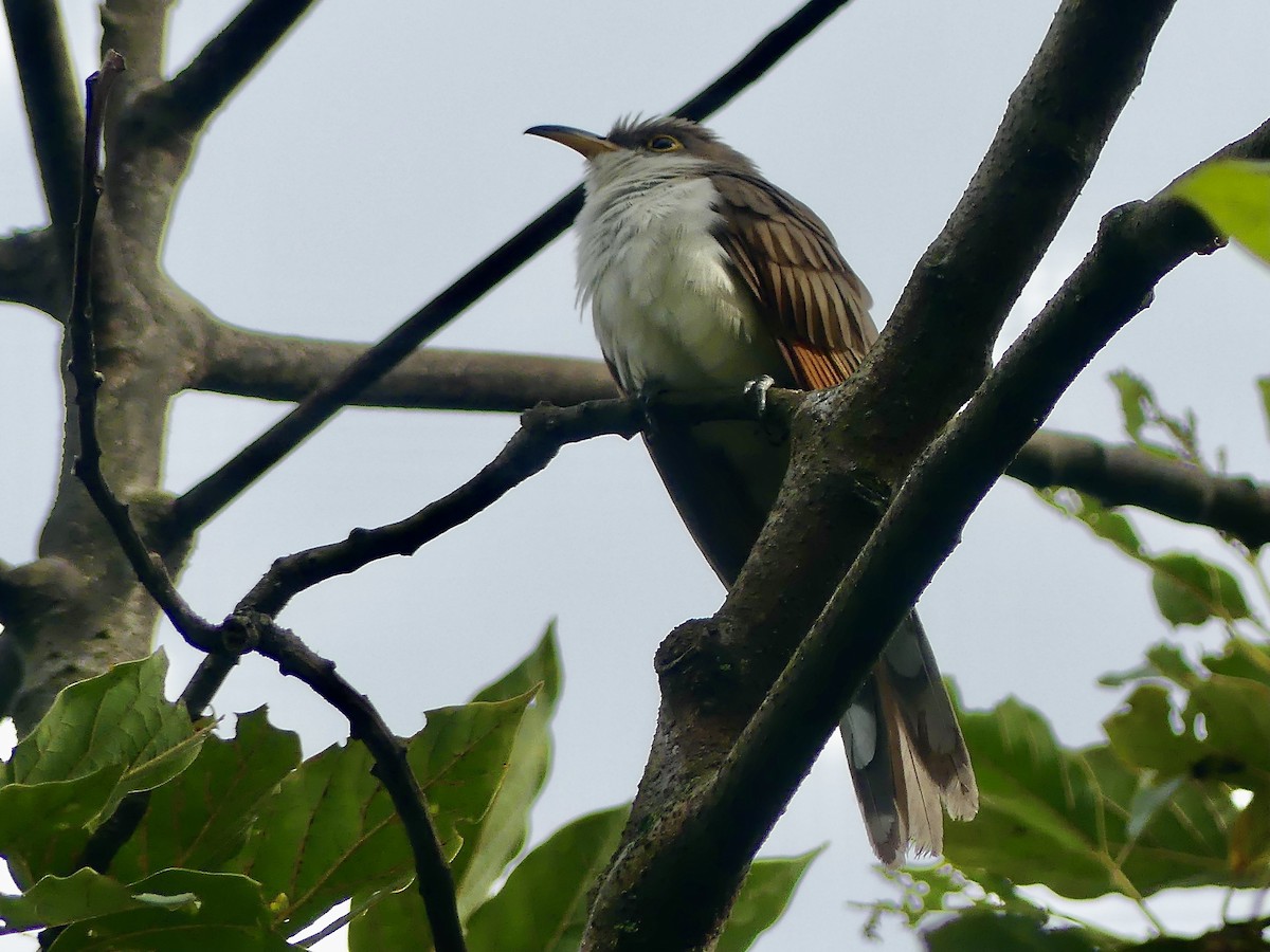 Yellow-billed Cuckoo - ML647835575