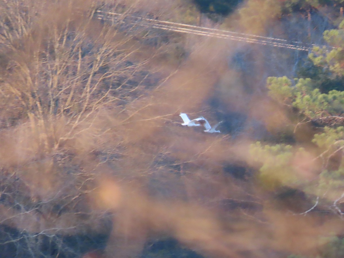 trompettrane - ML647835581