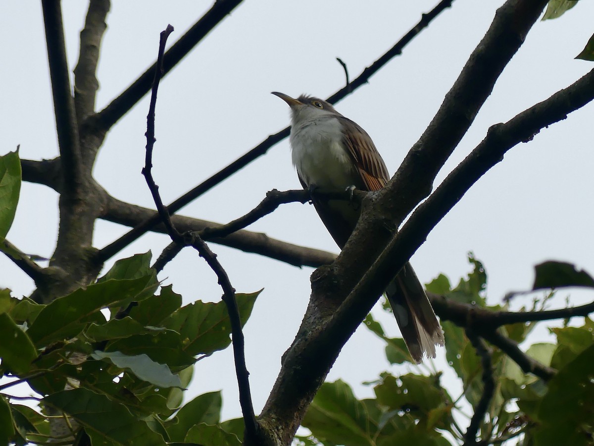 Yellow-billed Cuckoo - ML647835585