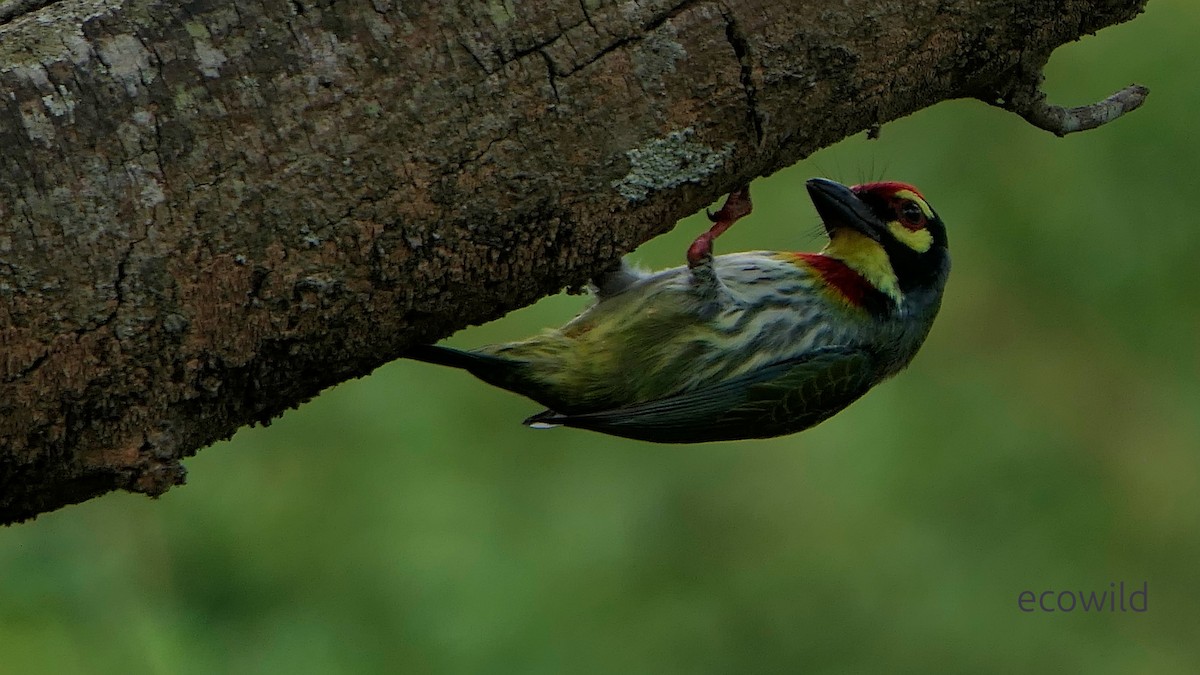 Coppersmith Barbet - ML647835587