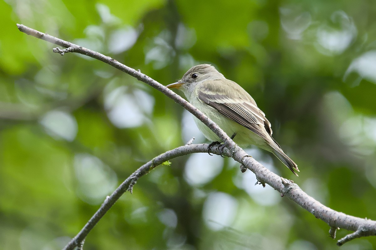 Willow Flycatcher - ML647835589