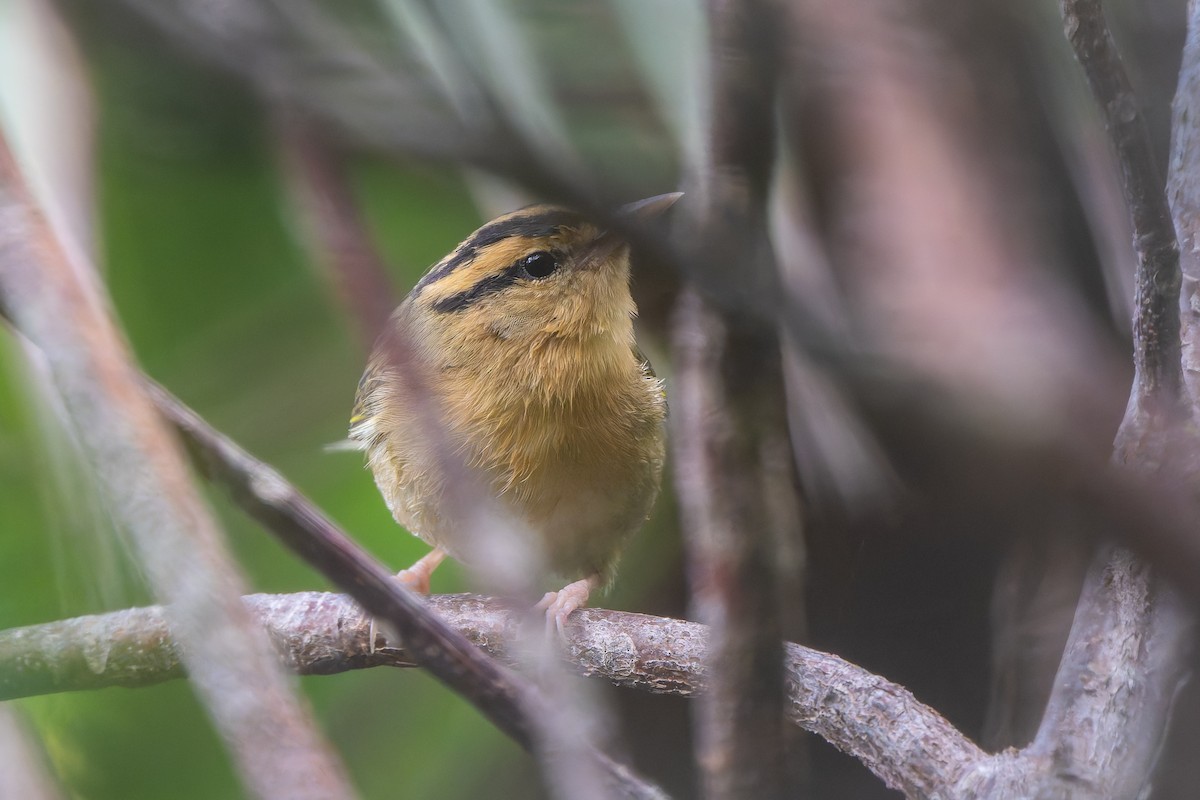 Worm-eating Warbler - ML647835590