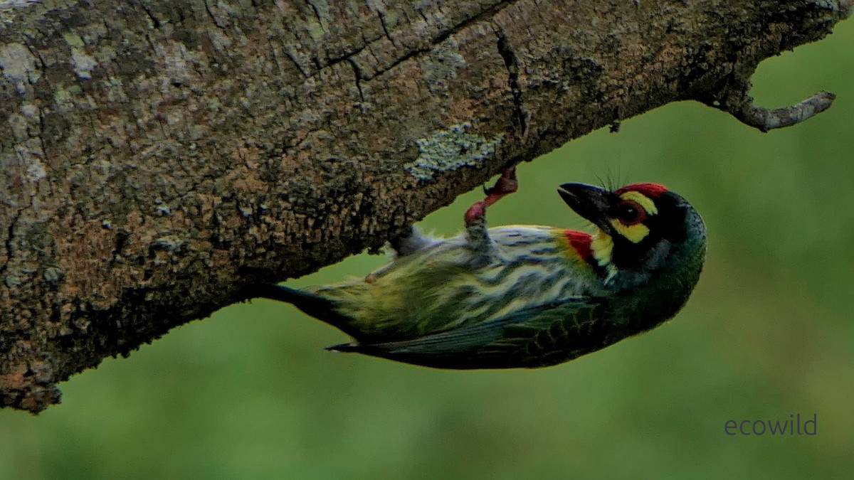 Coppersmith Barbet - ML647835591